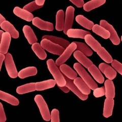 Phân lập thành công lợi khuẩn Bacillus subtilis thuần khiết về mặt sinh học